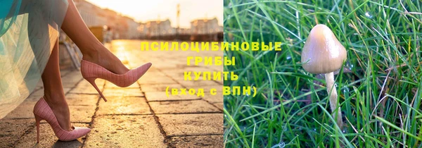 шишки Аркадак